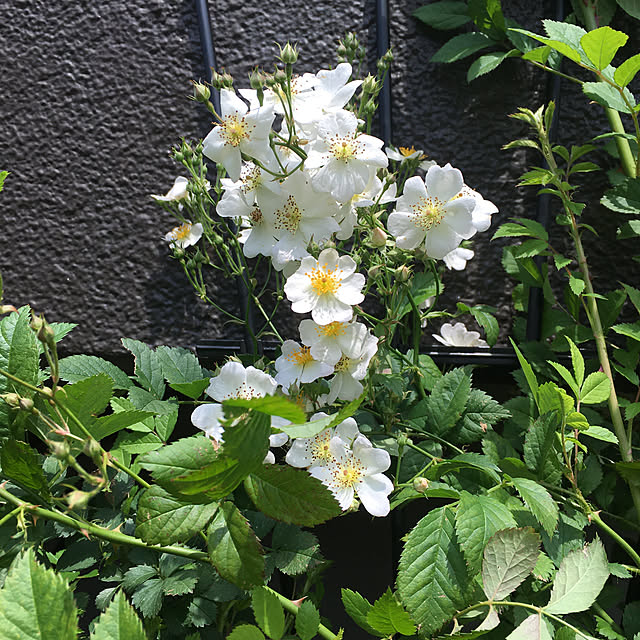 pisaさんの実例写真