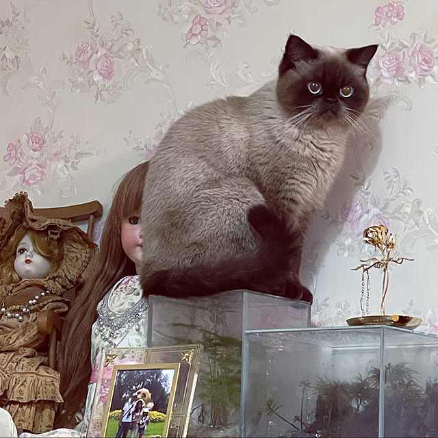 実例写真