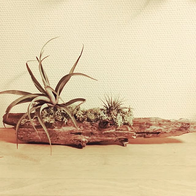 harryさんの実例写真