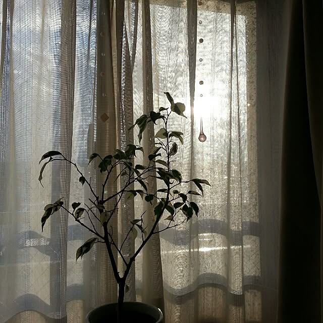 Mikeyさんの実例写真
