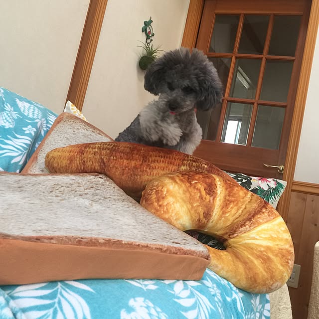 kyasamaruoさんの実例写真