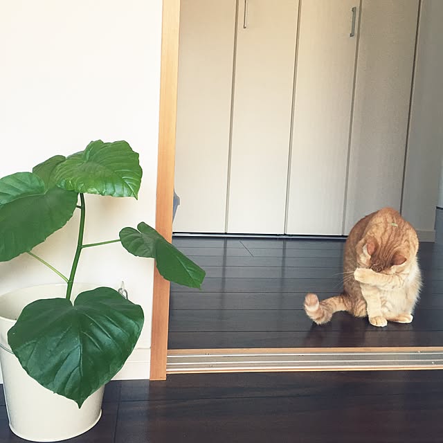 kurutanさんの実例写真