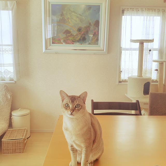 miwaさんの実例写真