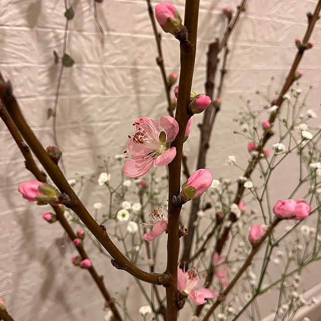 kojimasaさんの部屋