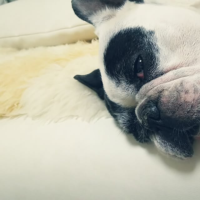 panchobiさんの実例写真