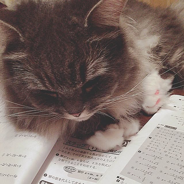 mii-tanさんの実例写真