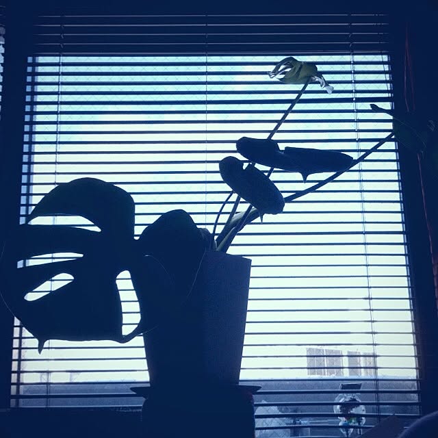 majoさんの実例写真