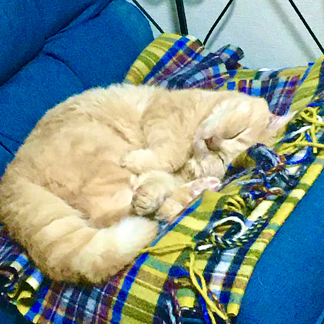 naokoさんの実例写真