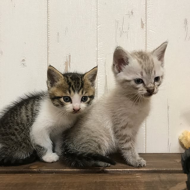 pepeさんの実例写真