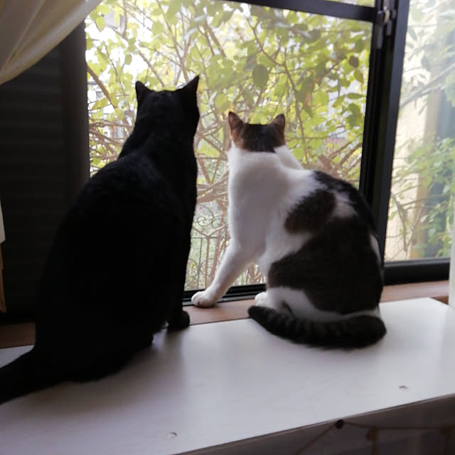Tomopさんの実例写真