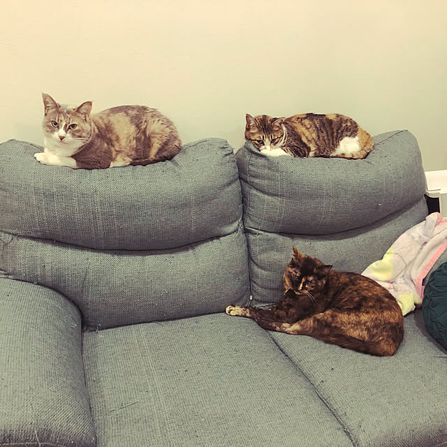 nekomaruさんの実例写真