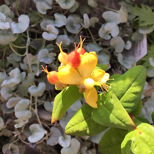 usaginkoさんの実例写真