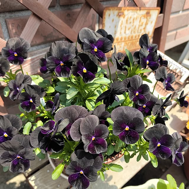 kiraさんの部屋
