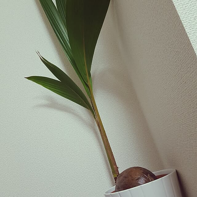 Kanaさんの実例写真