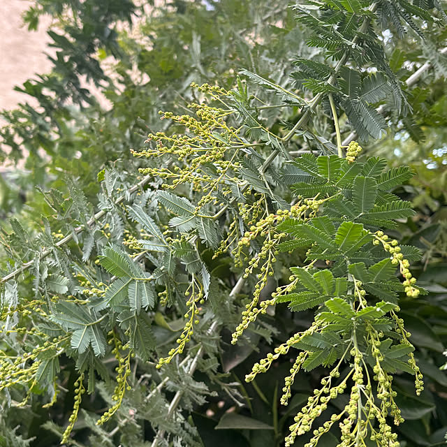 momocchiさんの部屋