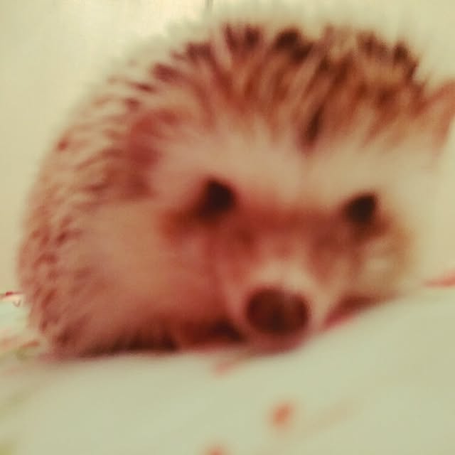 kuruさんの実例写真