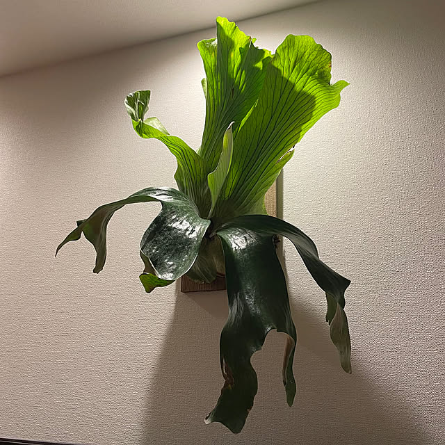 halさんの実例写真