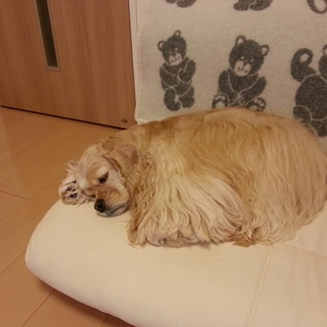 evetamaさんの実例写真