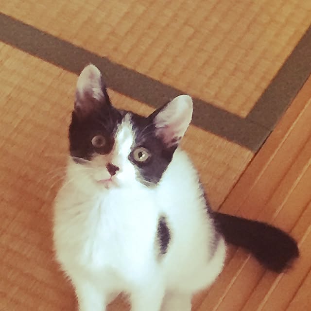 実例写真