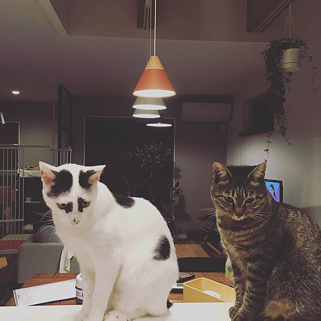 ham.ohaさんの実例写真