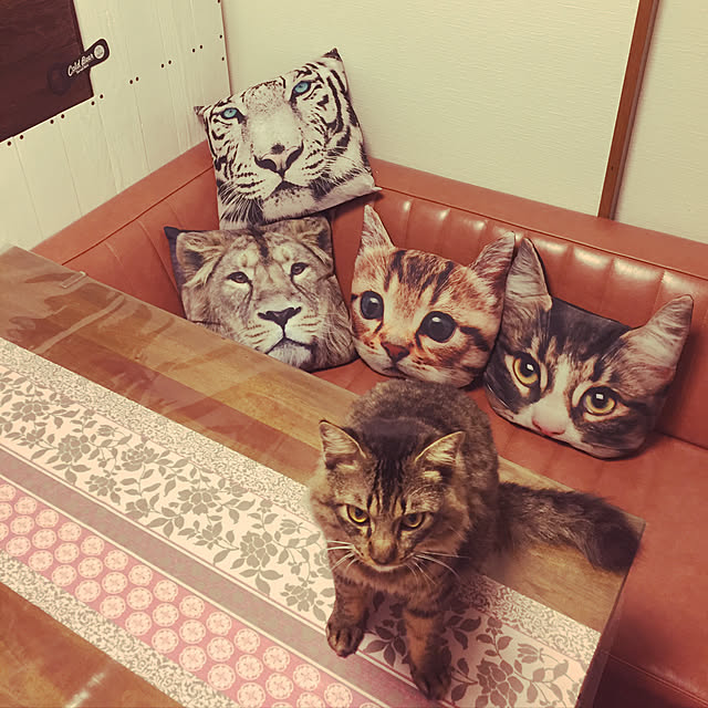 oniyomeさんの実例写真