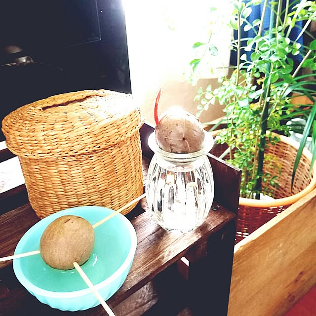 リビング/和室を洋室に！/植物のある暮らし/RC秋田支部/ダイソー...などのインテリア実例 - 2016-09-29 20:22:00
