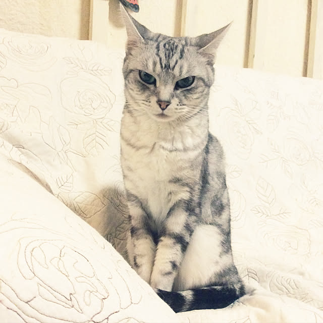 momokiriさんの実例写真