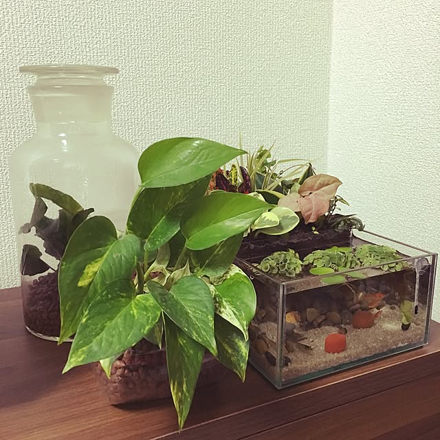 Akiraさんの実例写真