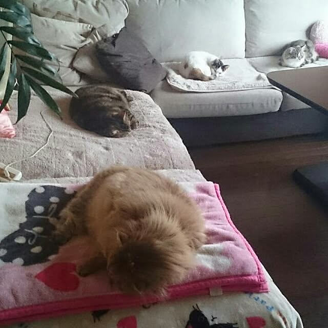 happy_bouguetさんの実例写真