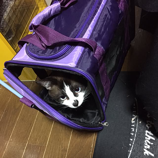 vivienne.coco-keiさんの実例写真