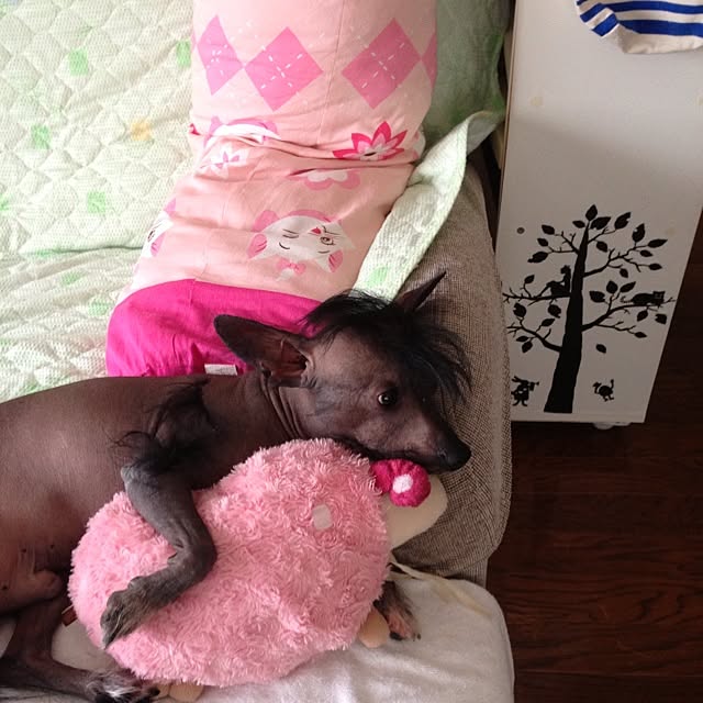 実例写真