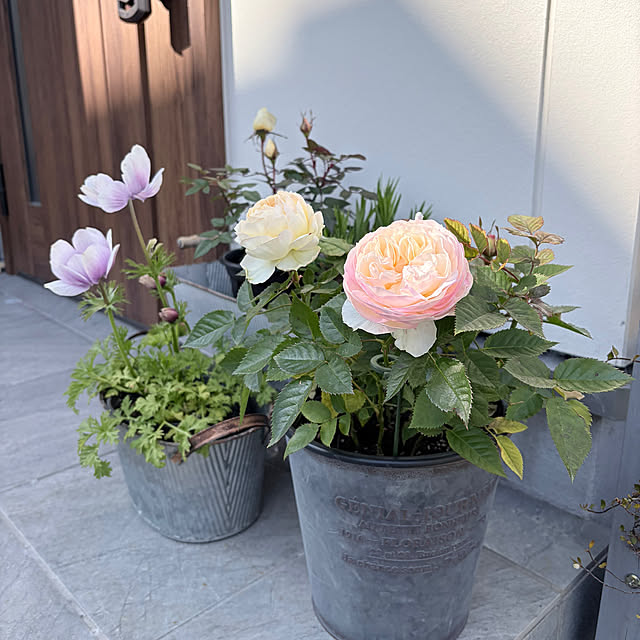 chipsさんの実例写真