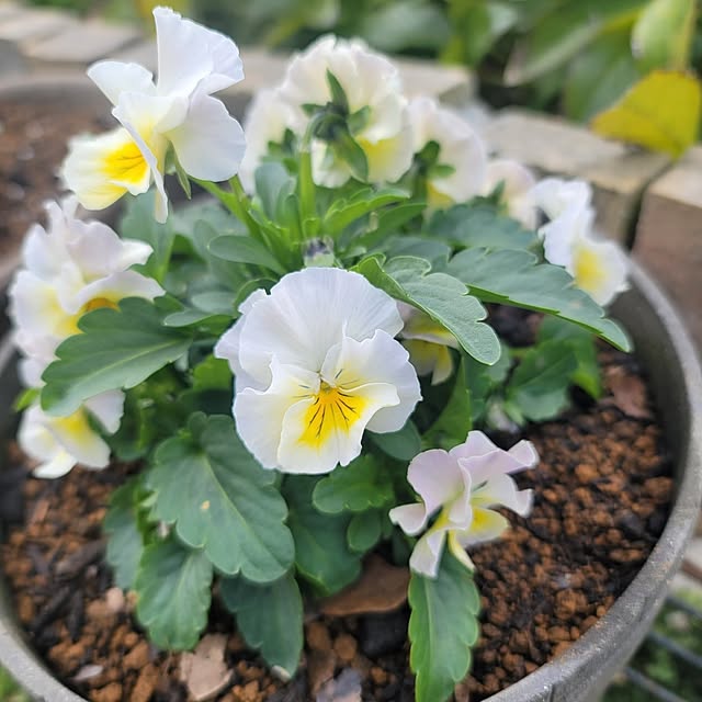 VIORAさんの部屋