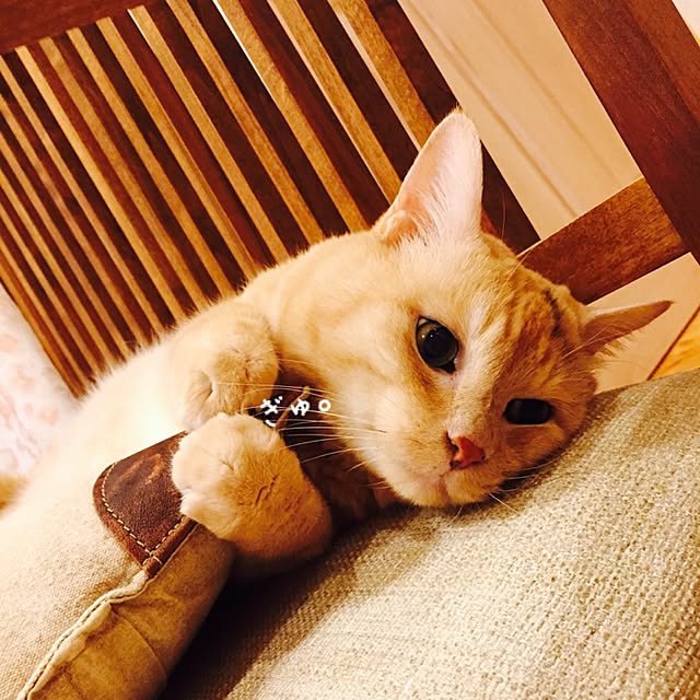 marokichiさんの実例写真