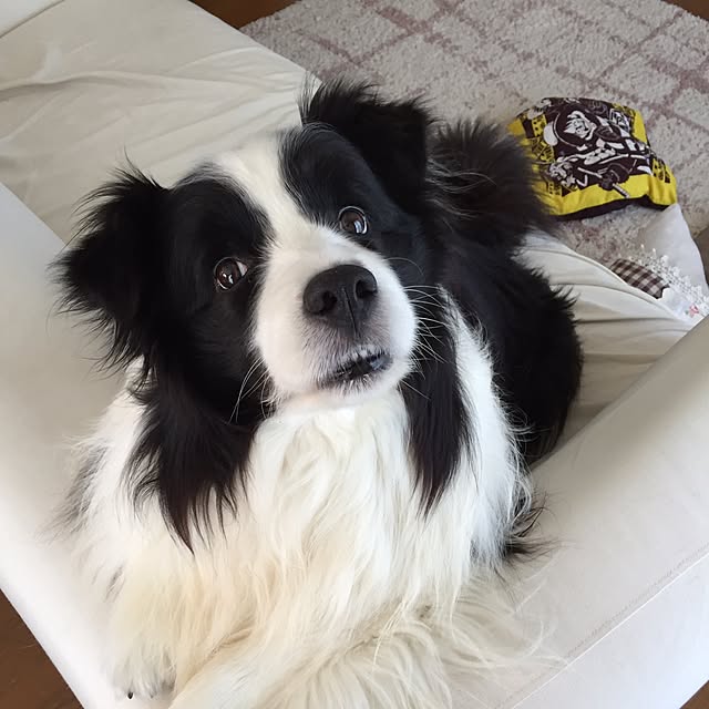 ronさんの実例写真