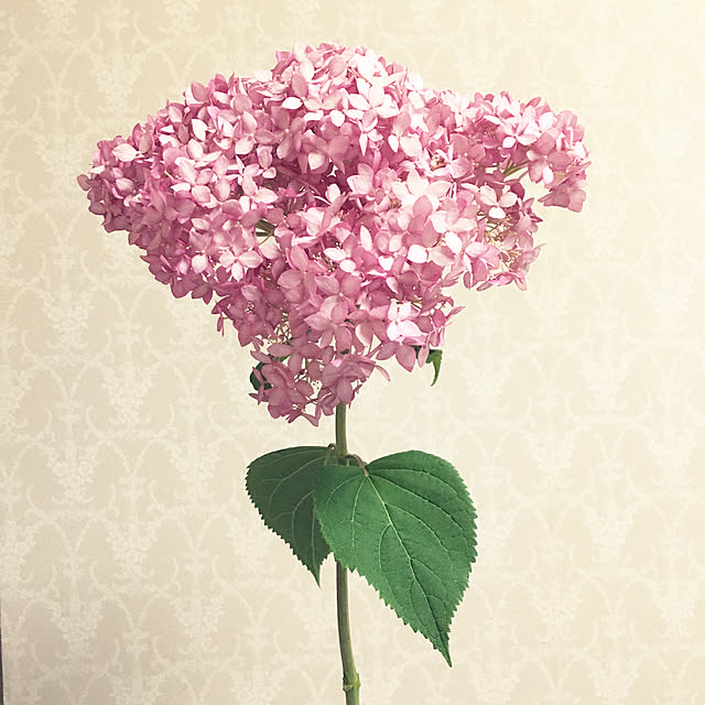 emmazoさんの実例写真