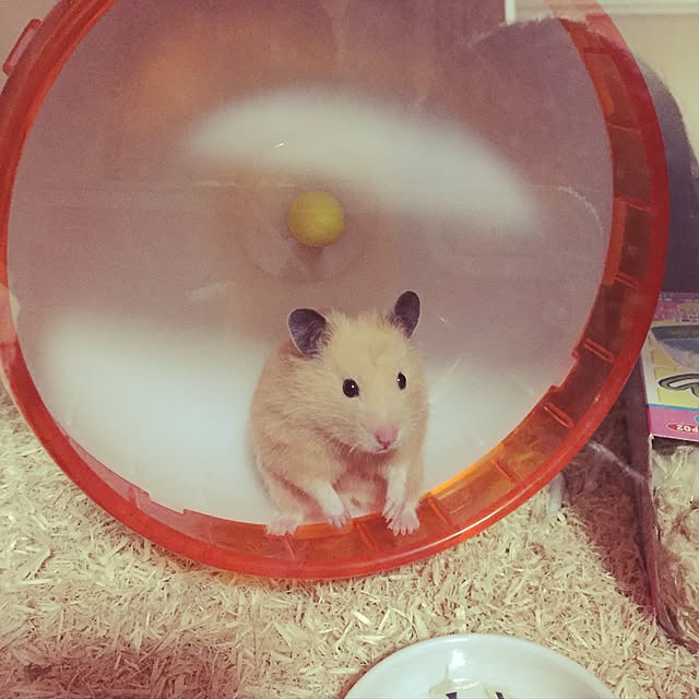 momoさんの実例写真