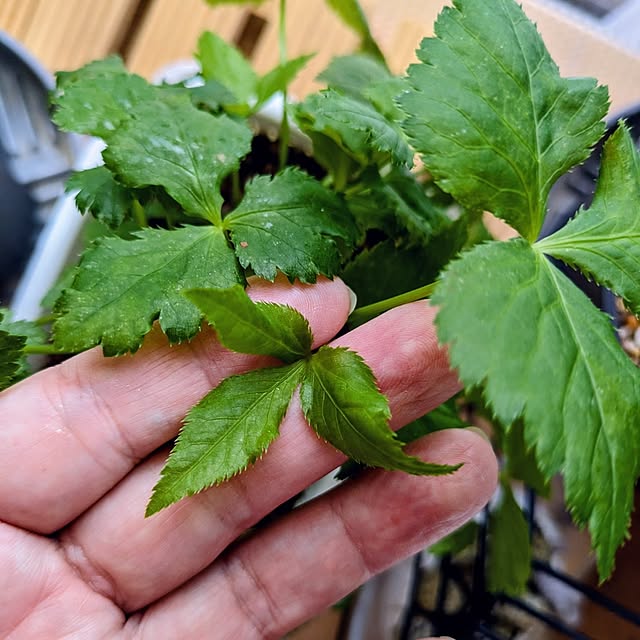 mi-saさんの部屋