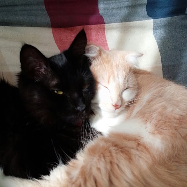 yuさんの実例写真