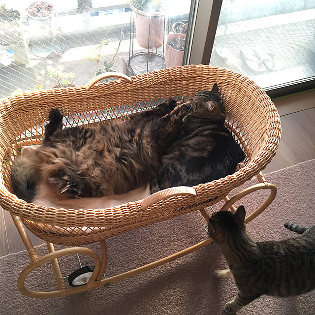 mikomaruさんの実例写真