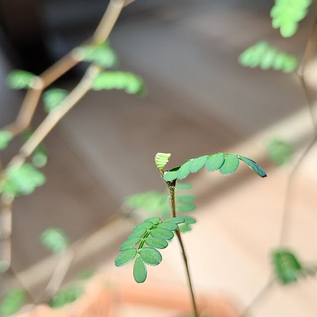 pecoさんの部屋