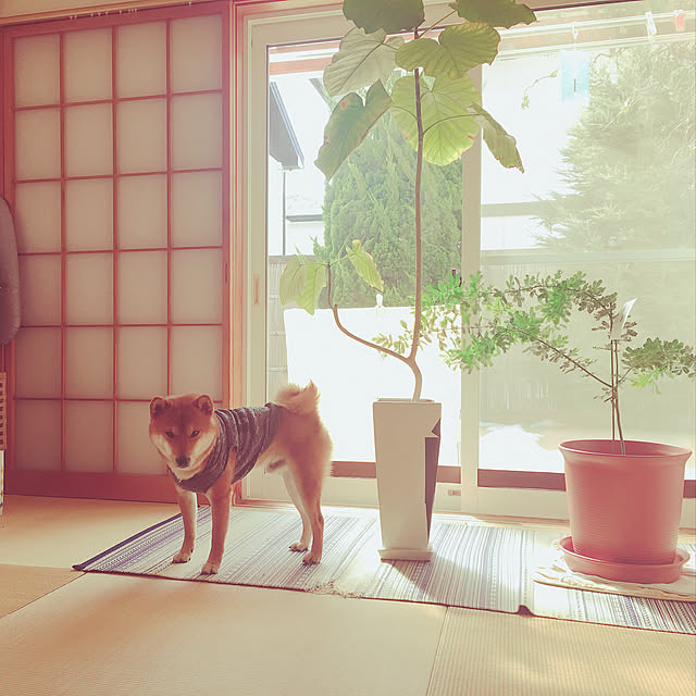tanyuumoさんの実例写真