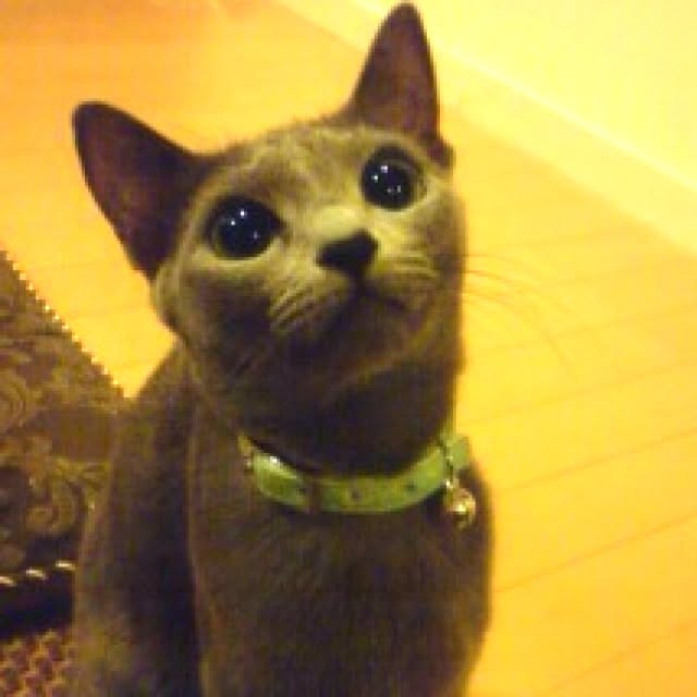 nekochanさんの実例写真