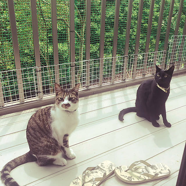 jijiさんの実例写真