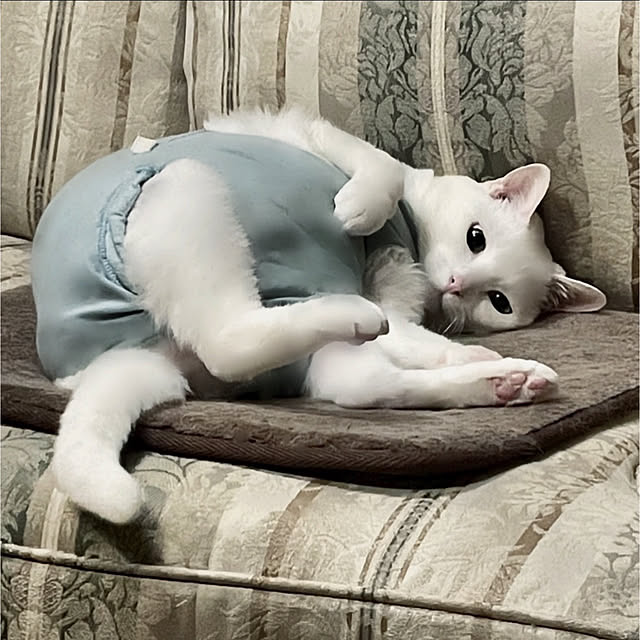Ohigeさんの実例写真