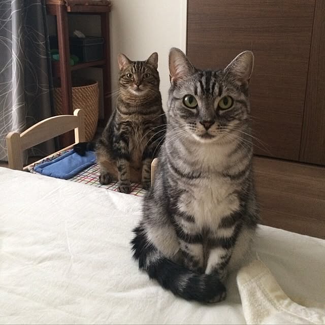 mikomaruさんの実例写真