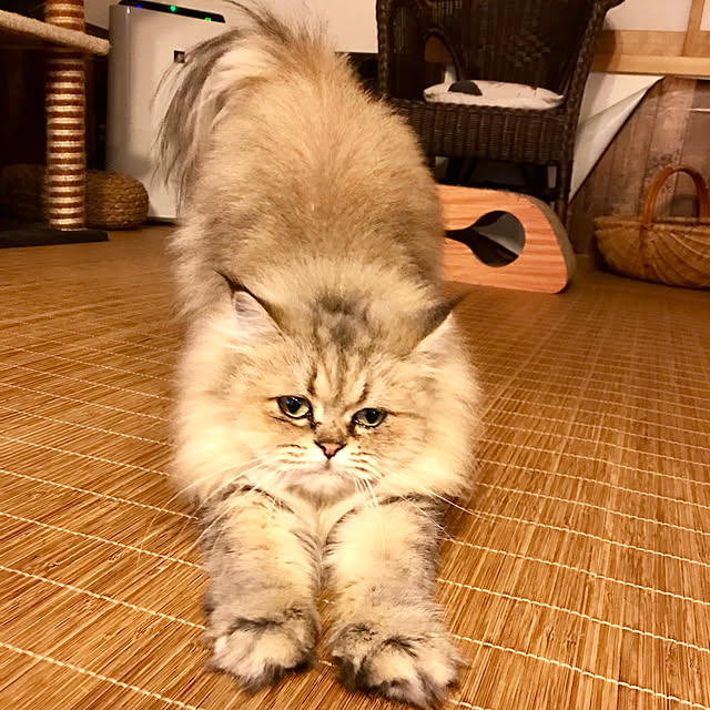 butachanさんの実例写真