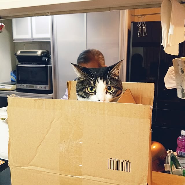 6catsさんの実例写真