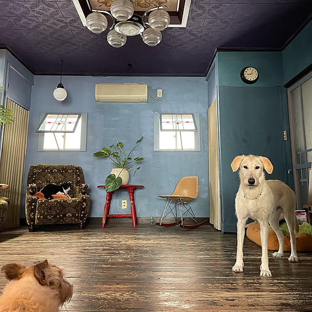 joshua.treeさんの実例写真