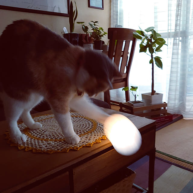 fukuさんの実例写真